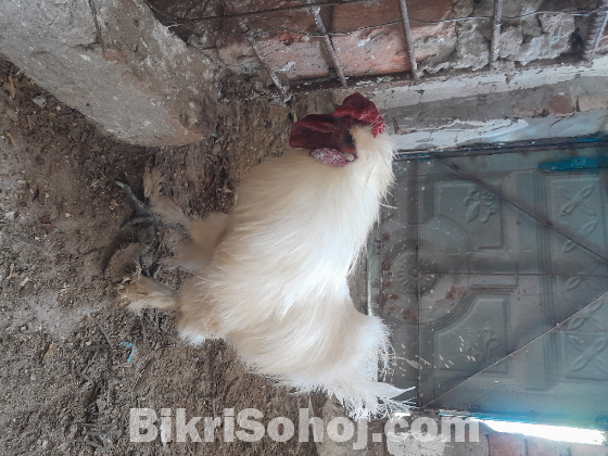 সিল্কি রানিং একজোড়া